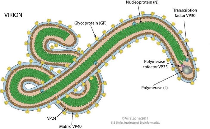 ebulla virus