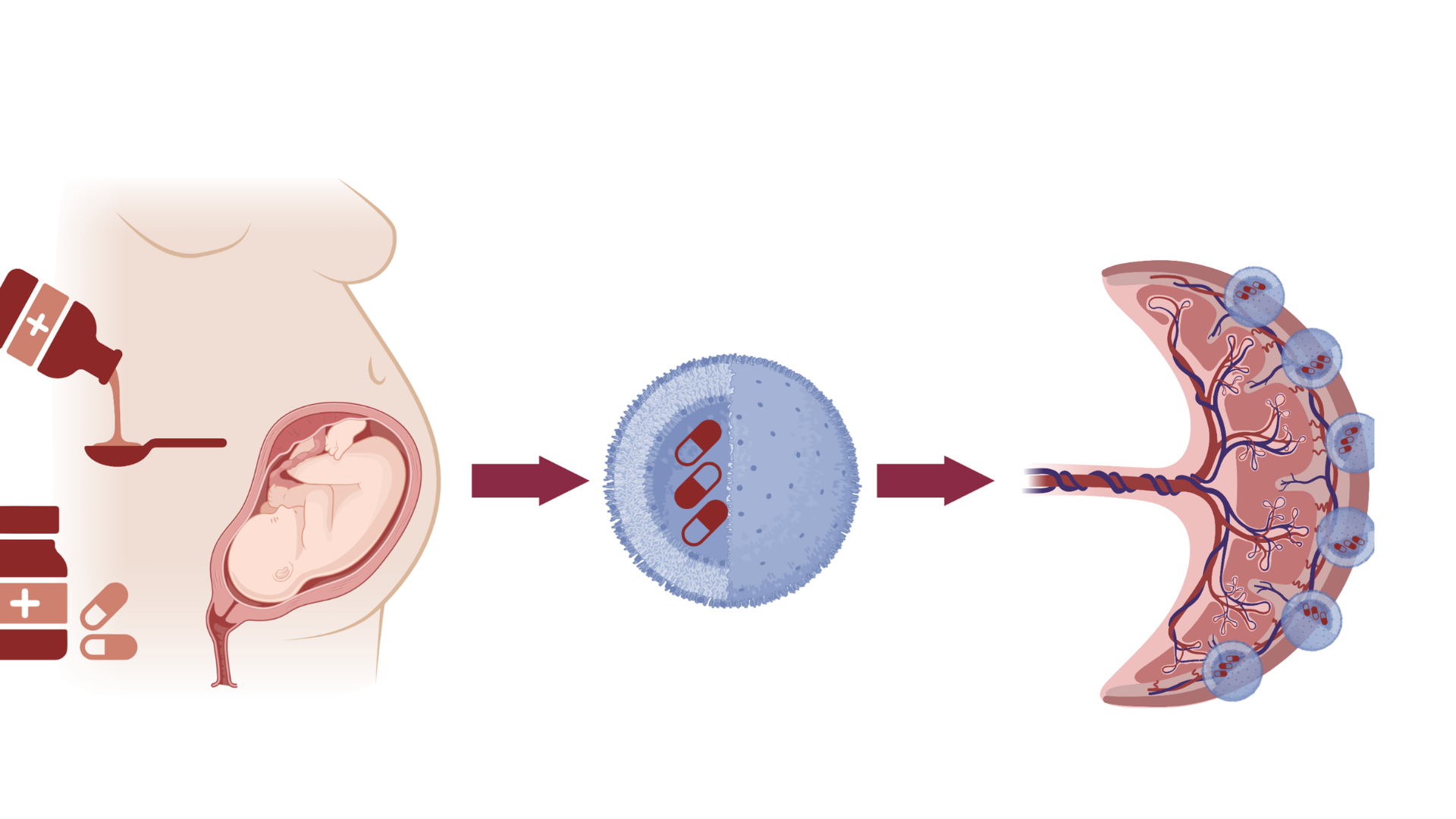 placenta capsules
